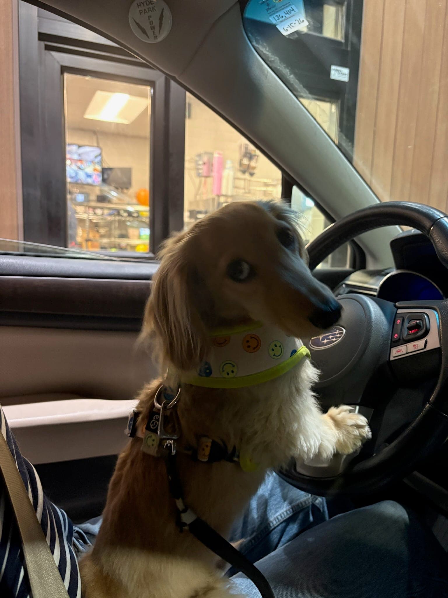 A photo from Eli's pet album